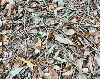 1 Gallon Of Live Oak Tree Twigs Sticks Leaf Mix Organic Dried Natural Pet Reptile Frog Snake Bioactive Vivarium Terrarium Isopods SHIPS FAST
