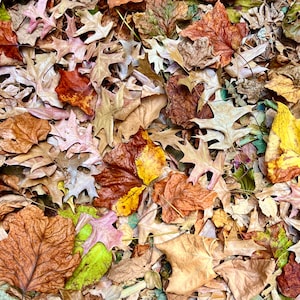 May include: A collection of fallen autumn leaves in various shades of brown, yellow, and red. The leaves are scattered on the ground, creating a colorful and textured pattern.