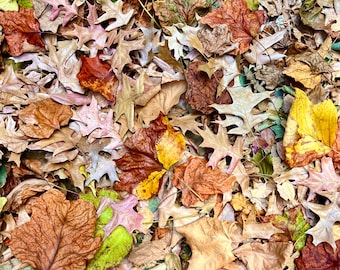 1 Gallon Of Oak Leaves Heat Treated Dried Natural Leaf Litter Organic Pet Reptile Frog Isopods Snake Vivarium Terrarium Bioactive Fast Ship