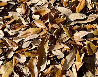 1 Gallon Of Live Oak Organic Leaves Dried Natural Leaf Litter Pet Reptile Frog Snake Bioactive Vivarium Terrarium Isopods Crafts Ships FAST