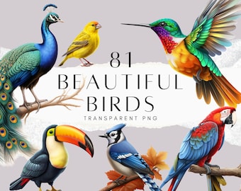 81種類の美しい鳥のクリップアートPNGバンドル、水彩画風の鳥（孔雀、ハチドリ、オオハシ）、子供向けアクティビティ、透明な背景、デジタルダウンロード