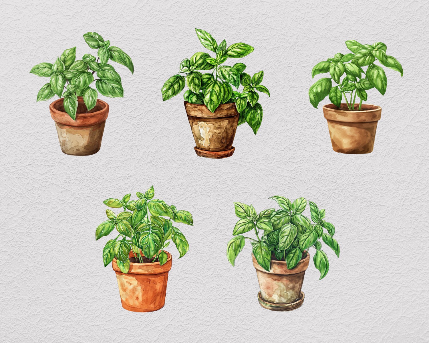 Handdrawn Basil PNG, Plant Clipart Bundle, Transparent PNG, Beautiful ...