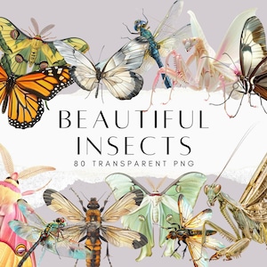 80 Beautiful Insect Clipart PNG, Bugs PNG,  Bundle Transparent Background Clip Art for Kids Activity Digital Download Commercial Use