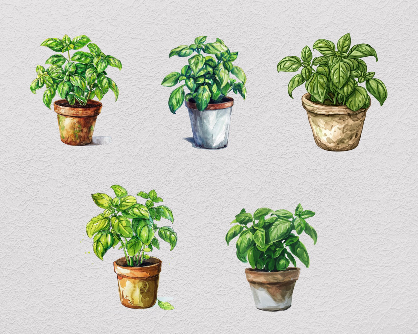 Handdrawn Basil PNG, Plant Clipart Bundle, Transparent PNG, Beautiful ...