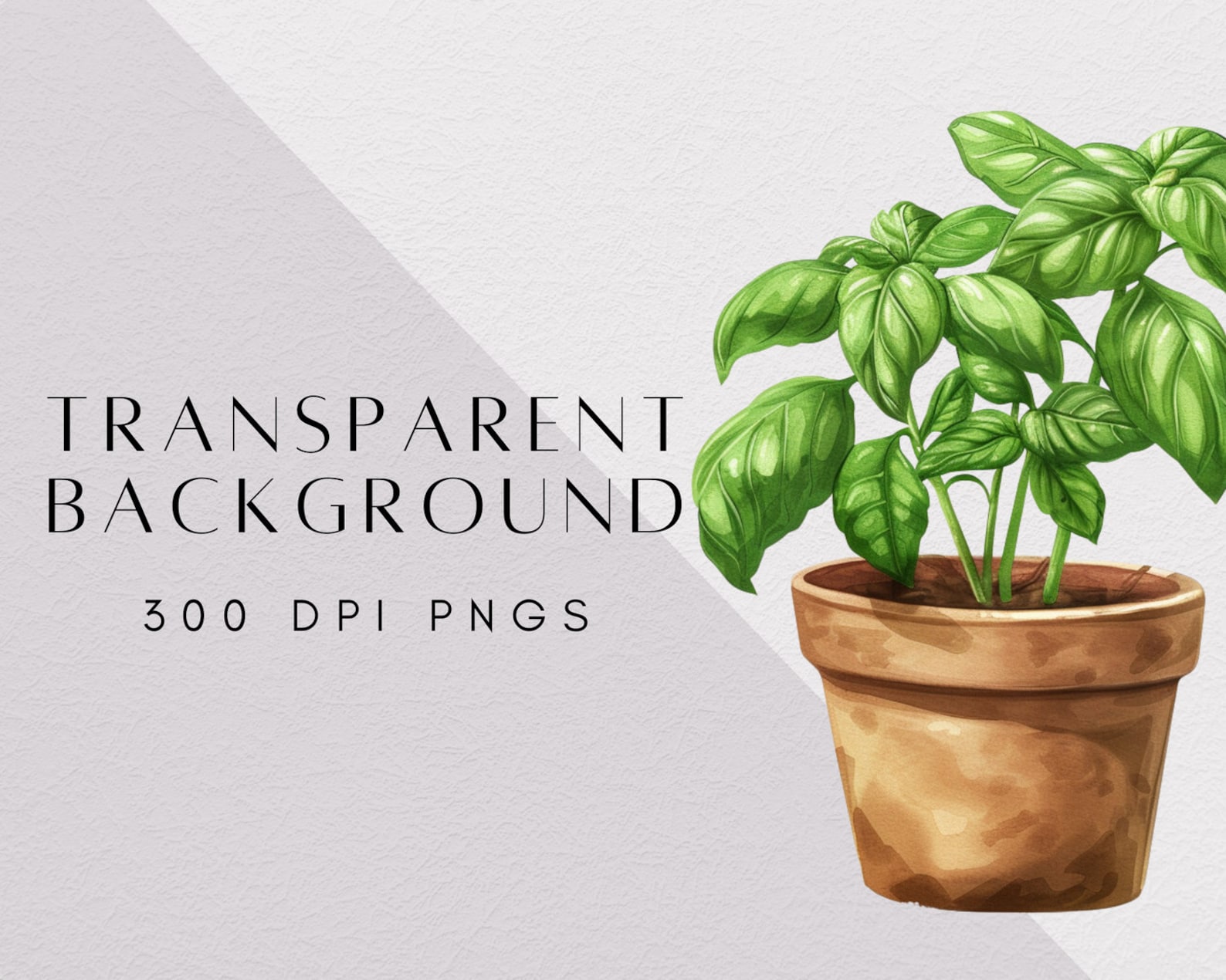 Handdrawn Basil PNG, Plant Clipart Bundle, Transparent PNG, Beautiful ...