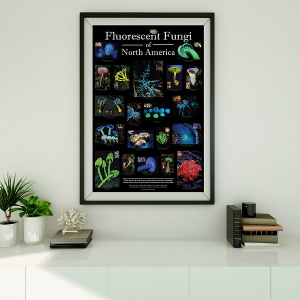 Fluorescent Fungi of North America Poster - Mushroom Poster - 24"x36" Wall Poster featuring photos of mushrooms under uv light, black light.