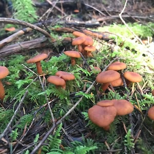 May include: A collection of orange-brown mushrooms with rounded caps and thin stems, set in a forest environment. The mushrooms are amidst green moss, ferns, and fallen twigs, forming a natural woodland scene.