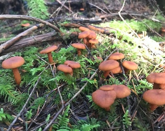 Hongos de caramelo secos: sabor a arce silvestre, por onza