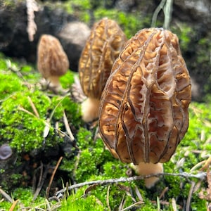 Morilles séchées - Morchella sauvage sauvage - Qualité supérieure - Qualité gastronomique à l'once