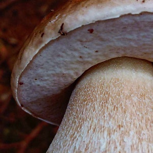 Dried Porcini Mushrooms (Boletus edulis) by the ounce Wild foraged mushrooms