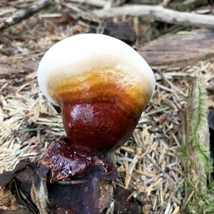 WILD FORAGED Oregon Reishi Mushroom (Ganoderma oregonense) by the dried ounce.