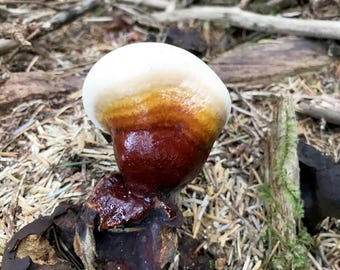 WILD FORAGED Oregon Reishi-paddenstoel (Ganoderma oregonense) per gedroogde ounce.
