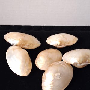 May include: Six iridescent, pearlescent seashells with a smooth, polished surface. The shells vary in size and shape, with a creamy white and gold color. The shells are arranged on a black surface.
