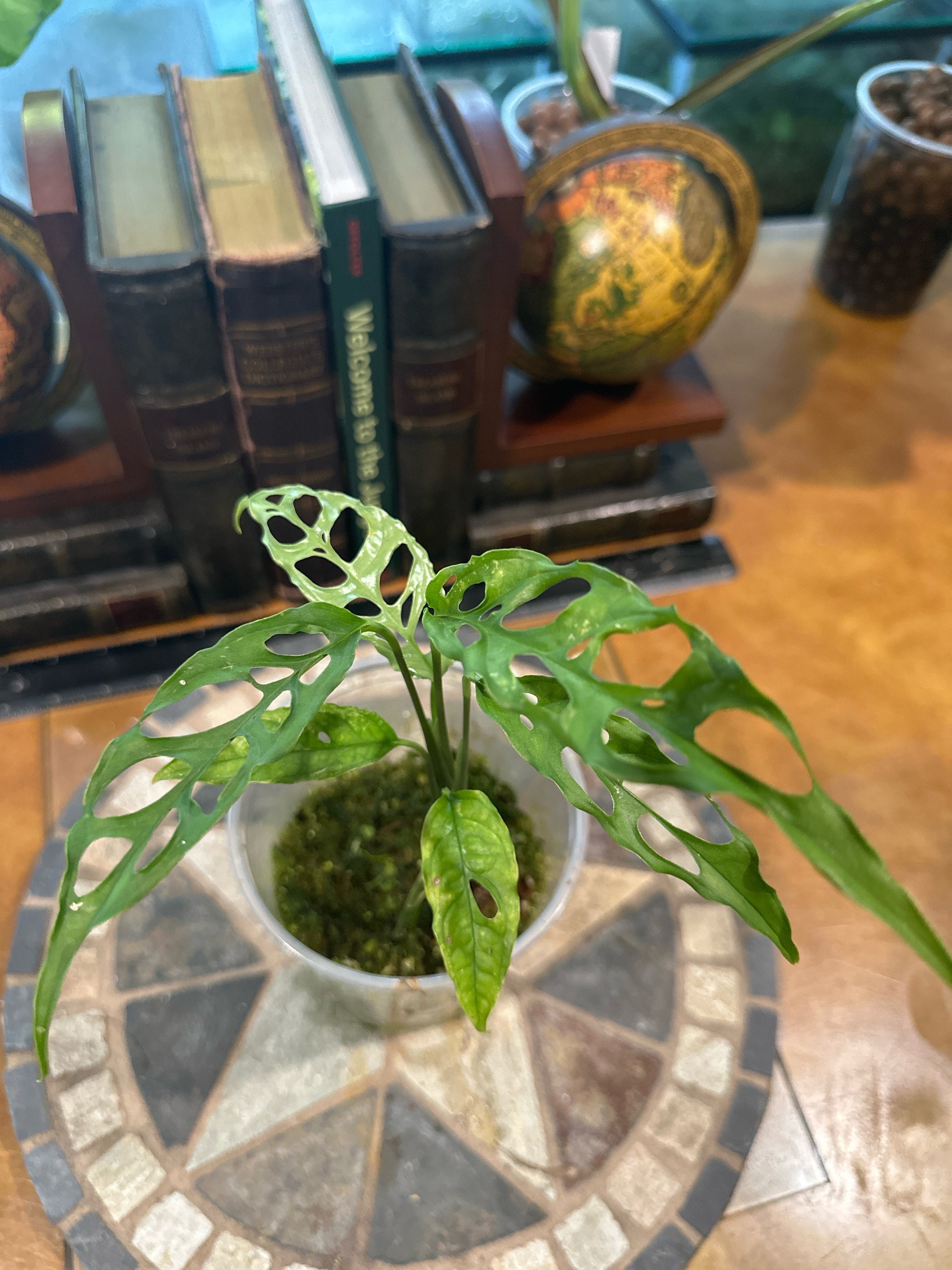 Monstera Obliqua Peru Variegated - Etsy
