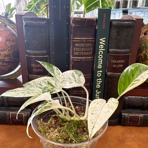 US] Sale: Epiprenum pinnatum aurea Yellow Flame : r/RareHouseplantsBST