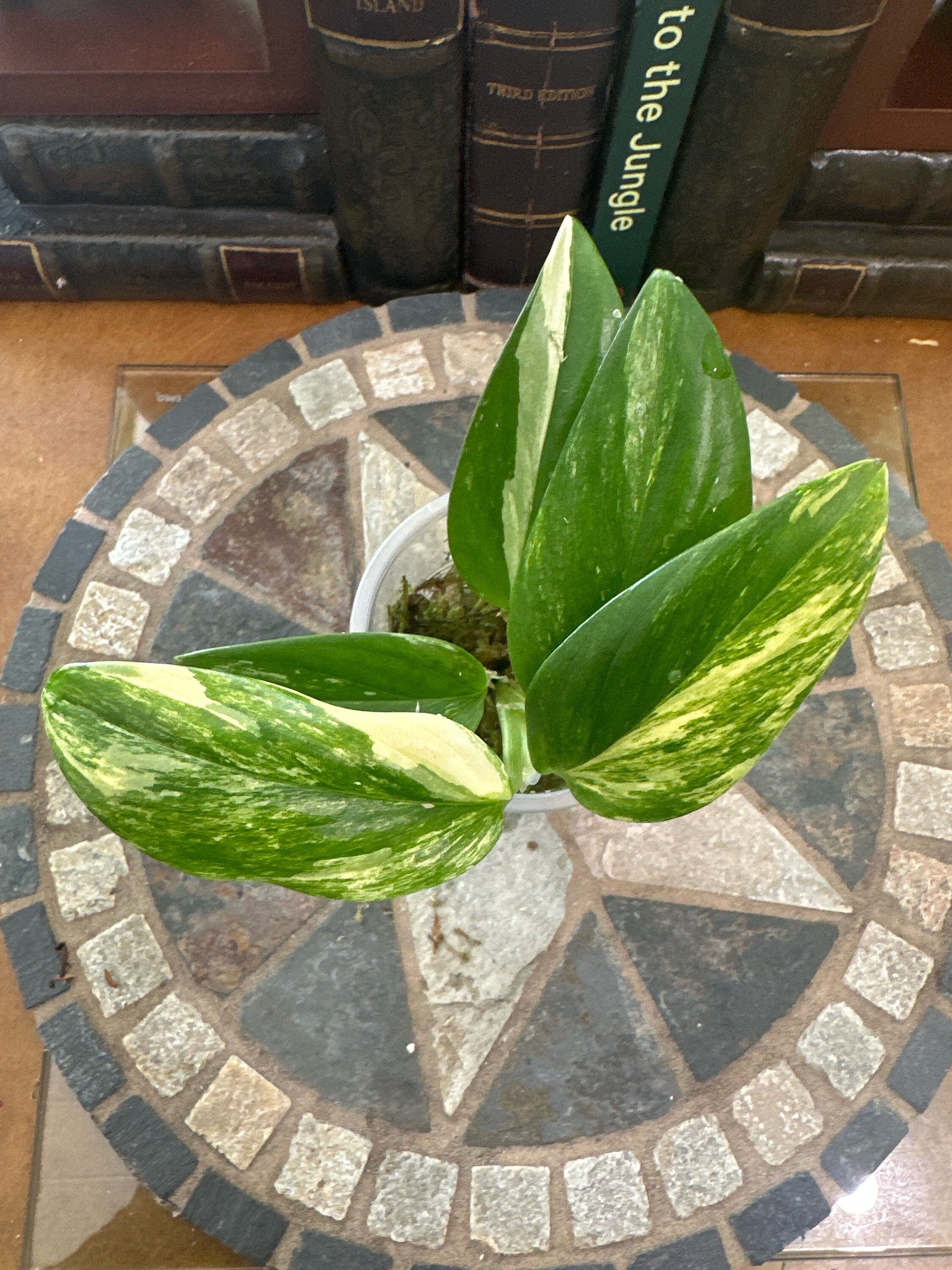 US Seller Monstera Standleyana Variegated Fully Rooted #A - Etsy