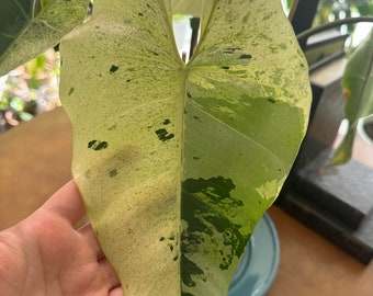 US Seller Philodendron Ilsemanii Variegated Large Leaf New Sprout Fully Rooted Plant #2