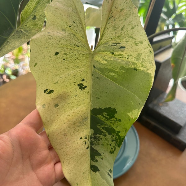 US Seller Philodendron Ilsemanii Variegated Large Leaf New Sprout Fully Rooted Plant #2