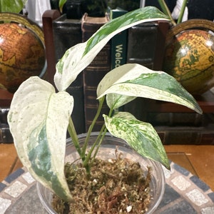 US Seller Monstera Laniata Mint Variegated Fully Rooted #A
