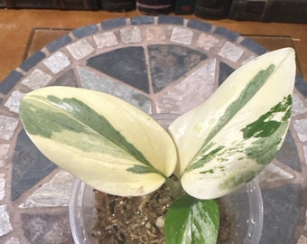 US Seller Monstera Standleyana Variegated Fully Rooted #G