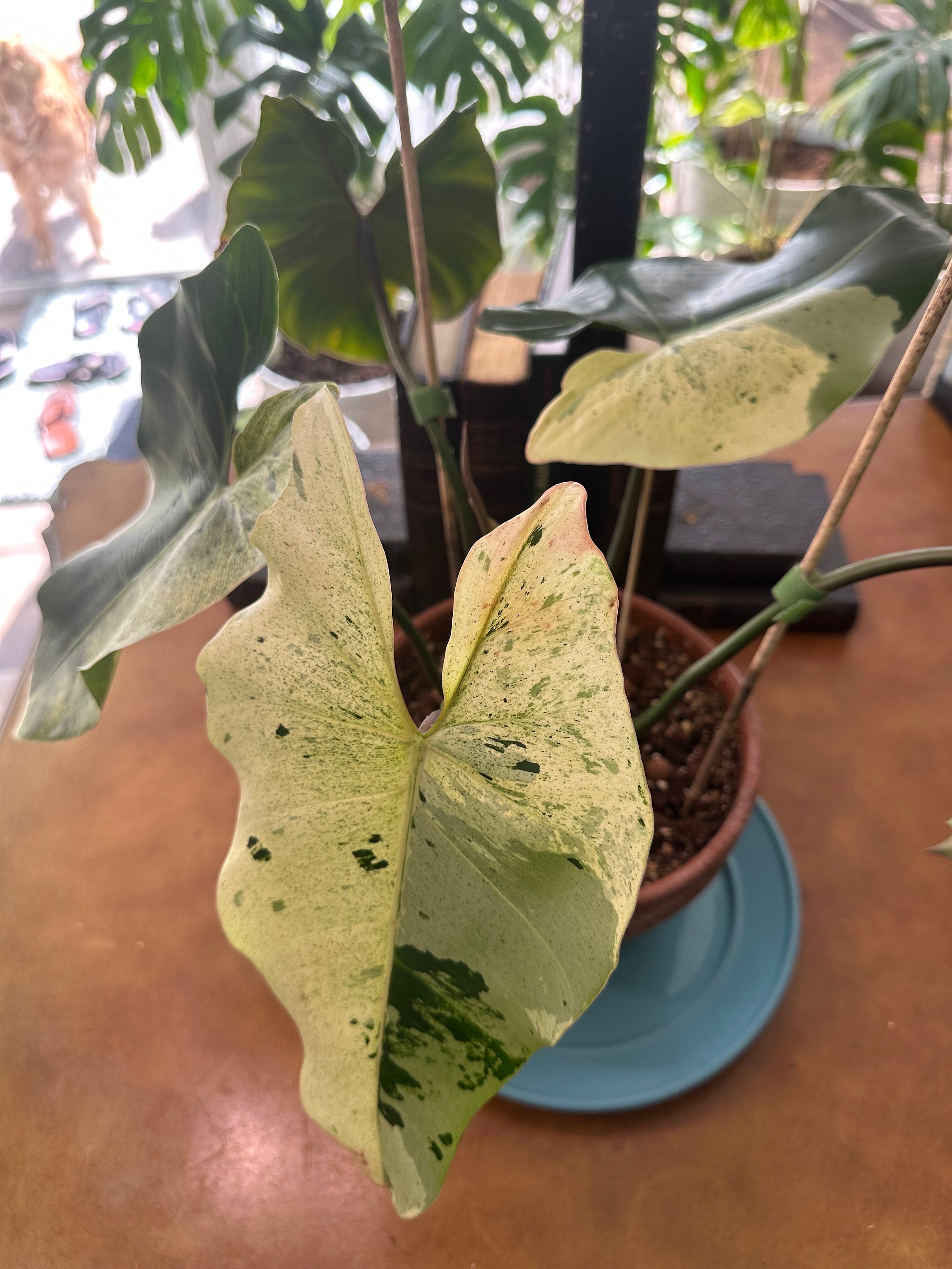 Philodendron ilsemanii ☆フィロデンドロン・イルセマニー☆ 【公式通販】