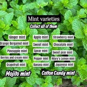 May include: A close-up of various mint varieties, including Ginger, Apple, and Strawberry mint, with the text "Mint varieties" and "Collect all of them". The image showcases a lush, green background of mint leaves.