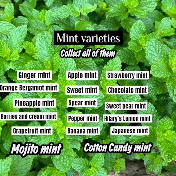 Orange Bergamot Mint , Cotton Candy, Chocolate mint, Sweet Pear mint, Berries & Cream mint etc.(REQUIRED to buy 2 plants) 2" pot