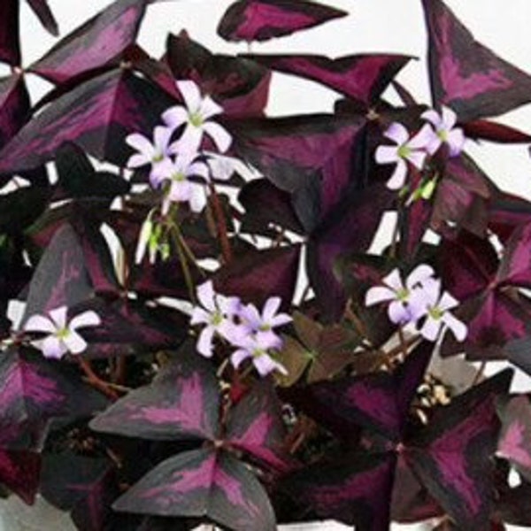 bulbs Oxalis, Triangularis purpurea. Purple shamrock, Love Plant, Trebol Morado, planta mariposa.