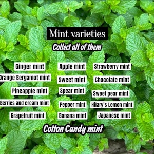 May include: A vibrant image showcasing various mint varieties, including Ginger, Apple, and Strawberry mint. The image features the text "Mint varieties" and "Collect all of them", with other mint types like Chocolate and Banana mint also displayed.