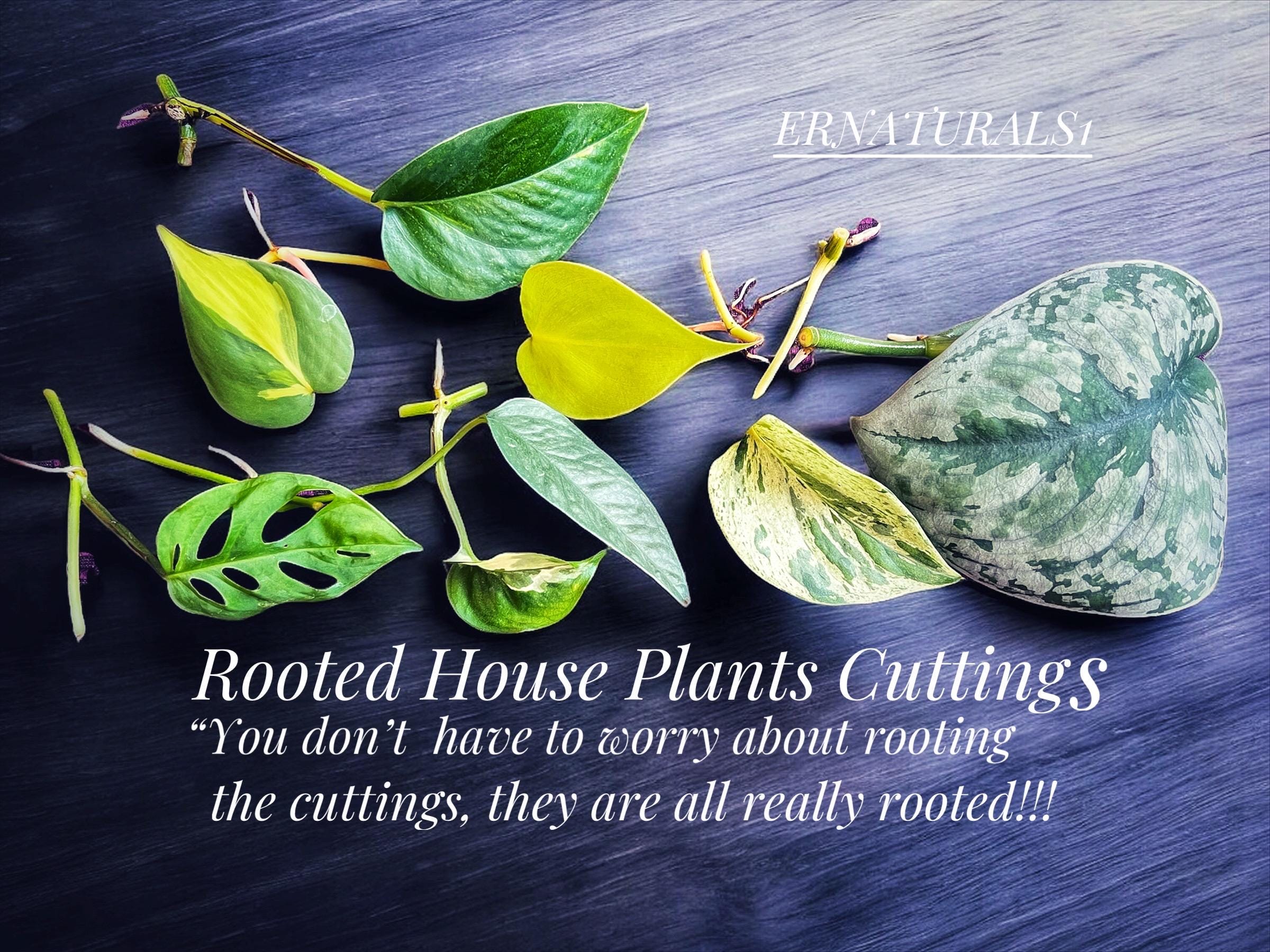 House Plant Cuttings Rooted, Single Leave or Bundle, Hawaiian Regular, Monstera Adansonii,etc. (Required to buy 4 cutting or 1 bundle)