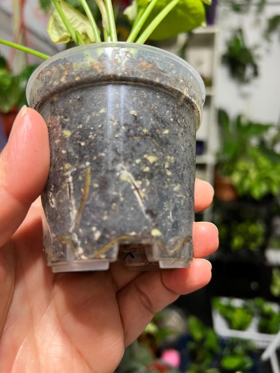 Syngonium Milk Confetti Live Plant 3" pot