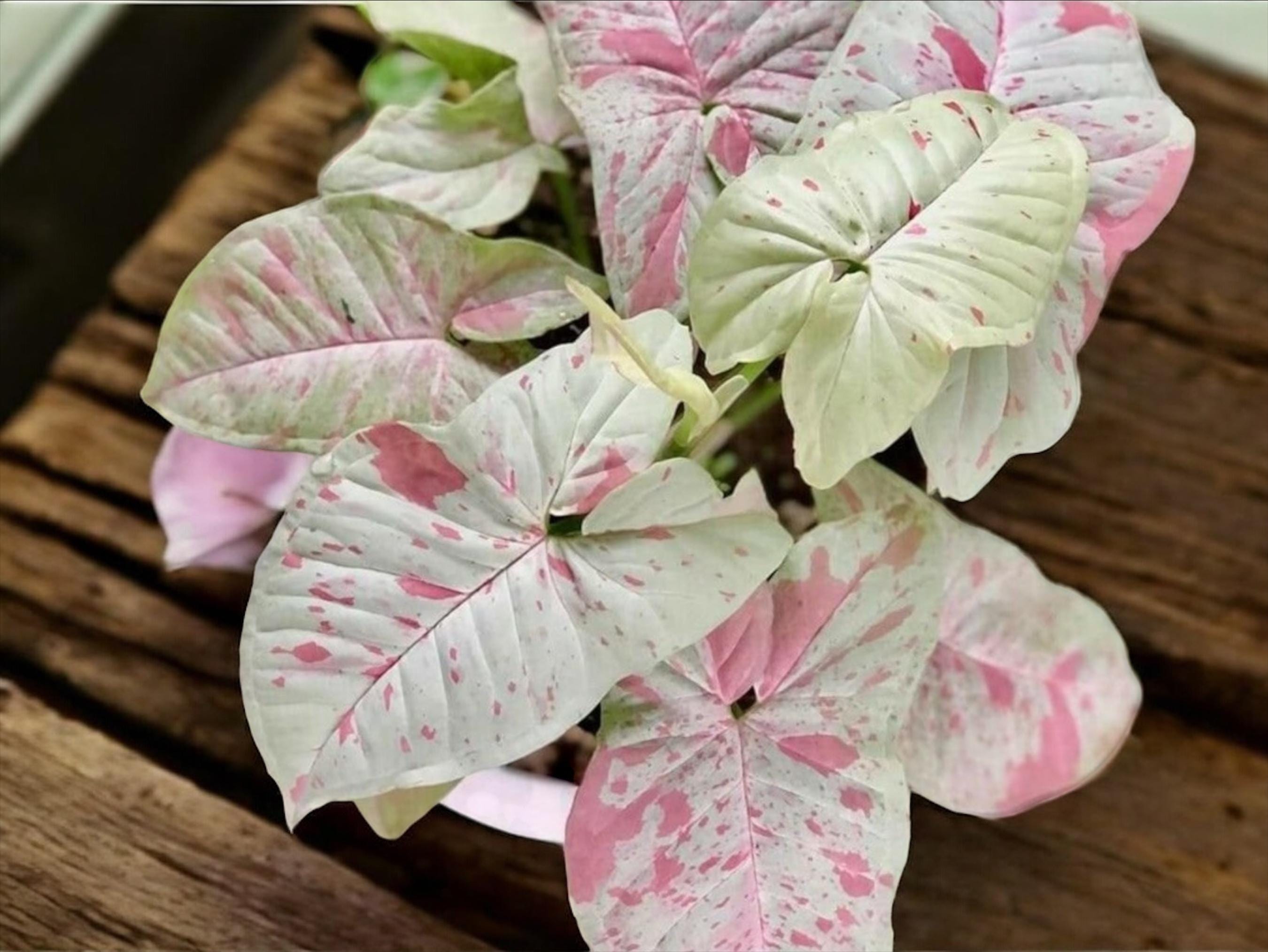 Syngonium Milk Confetti Live Plant 3&quot; pot