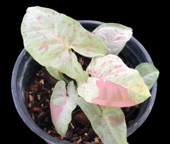 Syngonium Milk Confetti Live Plant 3" pot