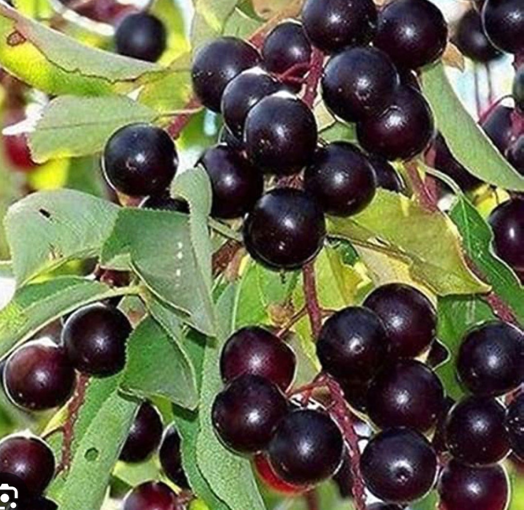 Organic Capulin Tree Seeds, Mexican Capulin Tree Seeds, Mexican Bird