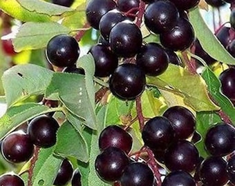 Buy 2 get 1 free Organic Capulin tree seeds, Mexican Capulin Tree seeds, Mexican  bird cherry seeds. (Prunus Salicifolia HBK.) 10 seeds pack