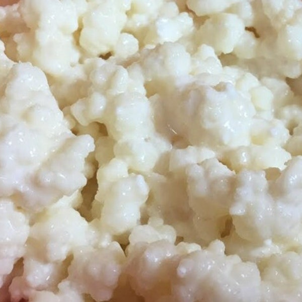 Organic Milk Kefir Grains, Live Probiotic Culture