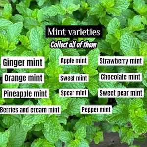Organic Orange Mint , Pineapple mint, Chocolate mint, Sweet mint, Spear mint, and more. Collect all of them(REQUIRED to buy 2 plants) 2" pot