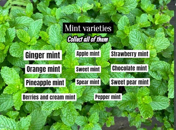 Organic Mint Plant Collection Set