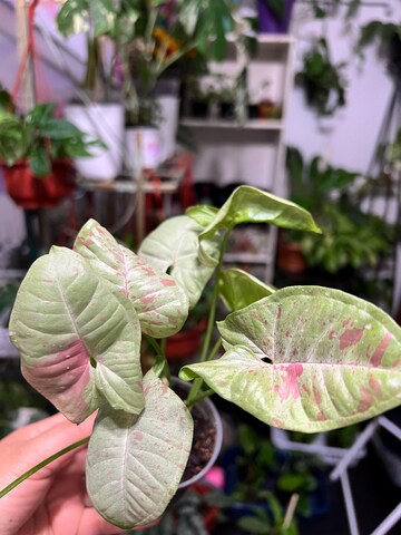 Syngonium Milk Confetti Live Plant 3" pot