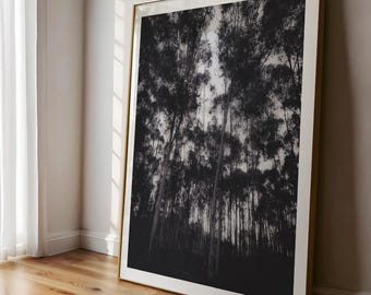 May include: Black and white photograph of a forest with tall trees. The trees are silhouetted against a cloudy sky. The image is framed in a gold frame.