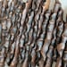 Handcrafted Wooden Wall Art Unique Ash Tree Organic Contemporary ...