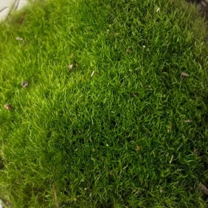 Live Sun Moss (Bryum caespiticium): Bonsai, Terrarium & Garden