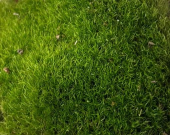 Live Sun Moss (Bryum caespiticium): Bonsai, Terrarium & Garden