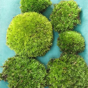 Live Pin Cushion Moss, fresh green terribly green I rvivariumsi bonsai free ship! image 1