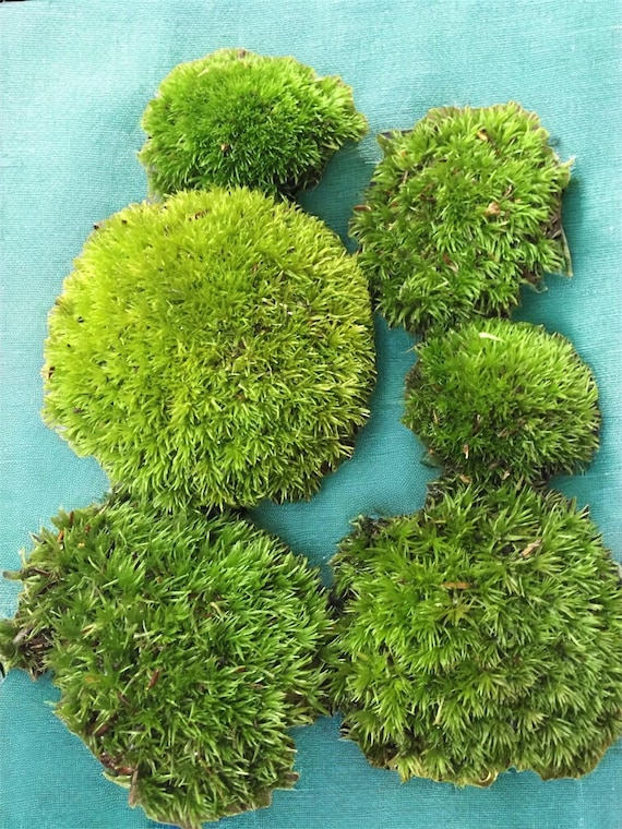Live Pin Cushion Moss,  fresh green terribly green I rvivariumsi bonsai free ship!