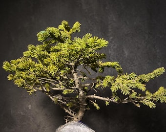 10” Black Spruce Yamadori Pre-Bonsai – Wild Collected Upper Peninsula Michigan