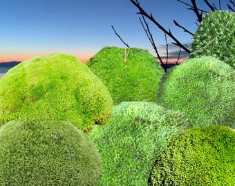 May include: Several spherical clumps of bright green moss, displaying a range of green hues. The moss has a dense, textured appearance, suggesting a natural, organic form. The background shows a gradient sky with orange and blue tones.