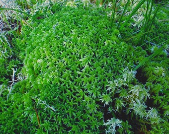 Live Sphagnum Moss: Fresh Terrarium & Vivarium Supply