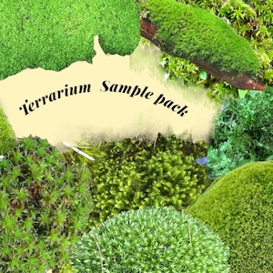 Live Moss Terrarium Pack: Cushion, Mood, Fern Moss