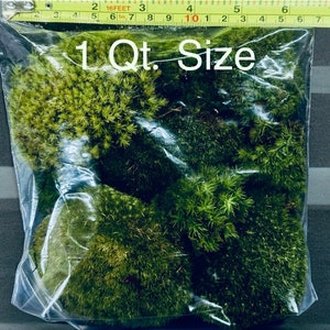 May include: A clear plastic bag filled with green moss. The text "1 Qt. Size" is printed on the bag. A yellow measuring tape is visible at the top of the bag.